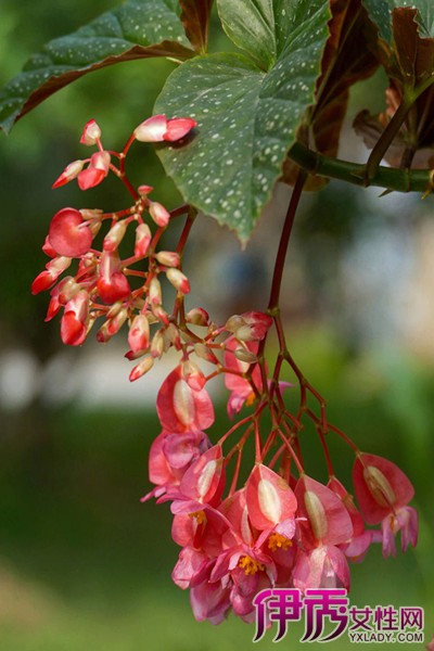【竹节秋海棠怎样开花多】【图】竹节秋海棠怎