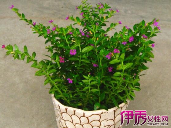 【满天星盆栽怎么种】【图】满天星盆栽怎么种呢? 简单5步让你种出满天星花_伊秀花草|yxlady.com