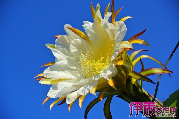 【火龙果花与霸王花图片】【图】火龙果花与霸