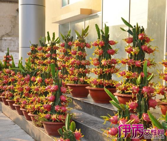 【水果盆栽种植】【图】水果盆栽种植介绍 4种