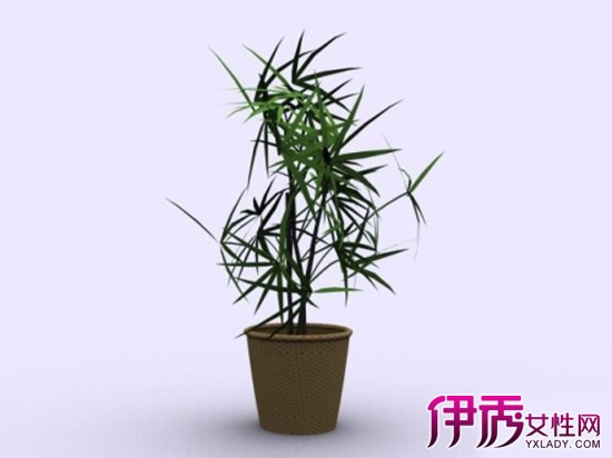 【盆栽竹子的种类】【图】盆栽竹子的种类有几