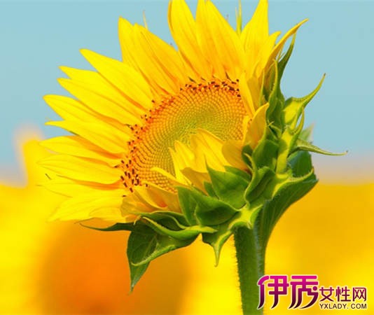 【向日葵什么季节开花】【图】告诉你向日葵什