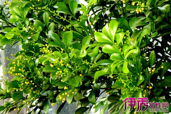 【米兰花的扦插方法】【图】介绍米兰花的扦插