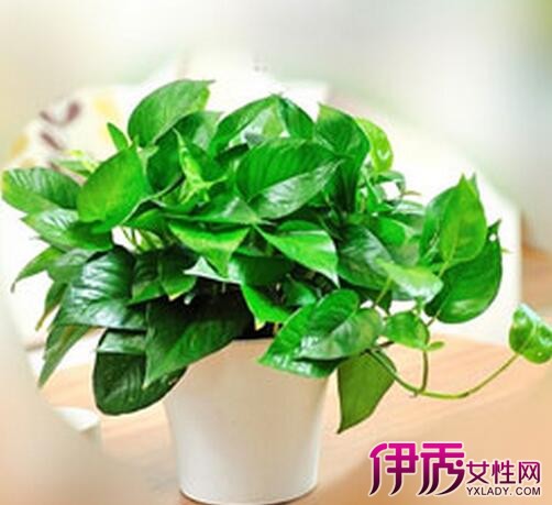 【冬天绿萝怎么养长得快】【图】冬天绿萝怎么