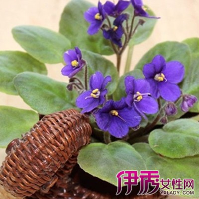 【盆栽紫罗兰图片】【图】盆栽紫罗兰图片展示