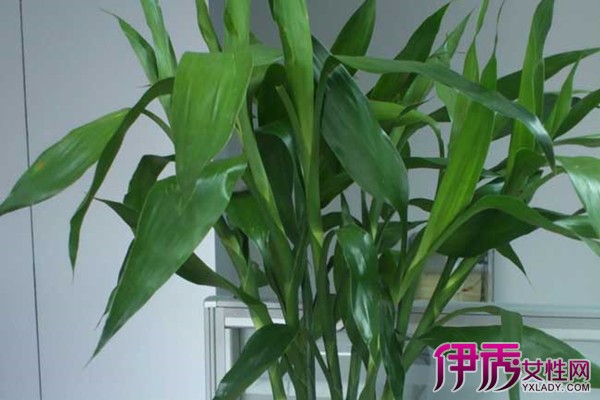 【盆栽富贵竹叶子发黄怎么办】【图】盆栽富贵