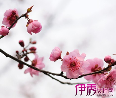 【梅花的花语及图片】【图】梅花的花语及图片