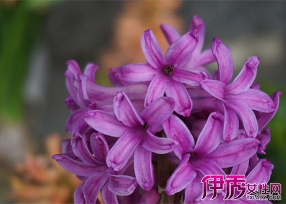 【蓝色风信子话语】【图】蓝色风信子话语含意