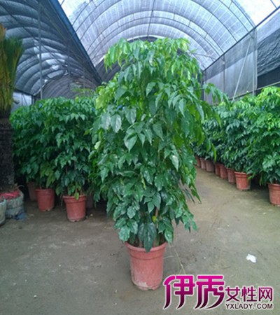 【幸福树的修剪方法图解】【图】介绍幸福树的