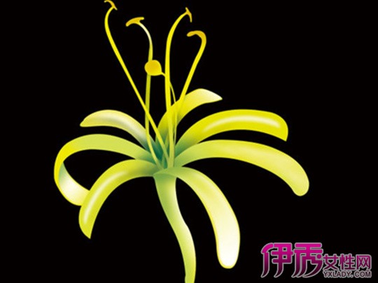 殖方法】【图】金银花图片和养殖方法有哪些 