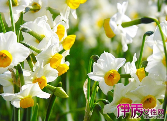 【水仙花怎么种】【图】水仙花怎么种生长得好