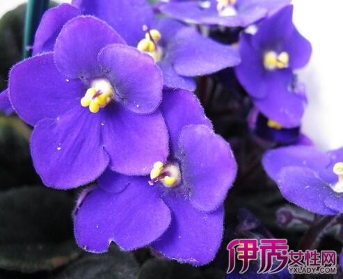 【紫罗兰迷你盆栽】【图】紫罗兰迷你盆栽怎么