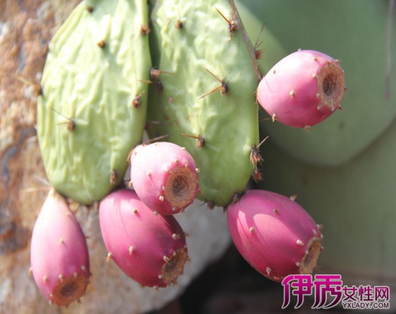 【仙人掌果实怎么吃】【图】仙人掌果实怎么吃