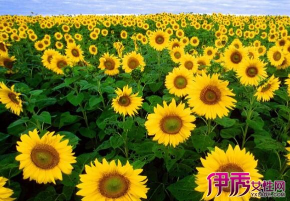 【向日葵一年可以种几次】【图】向日葵一年可