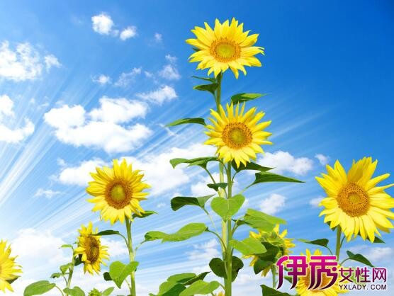 【向日葵一年可以种几次】【图】向日葵一年可