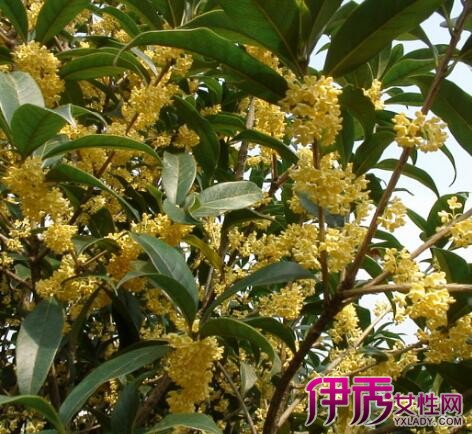 【银桂花树图片】【图】银桂花树图片欣赏 为