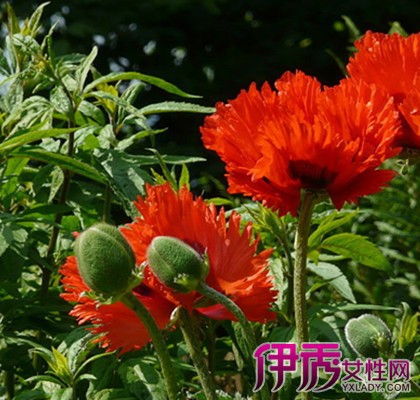 【罂粟的种植时间及方法】【图】介绍罂粟的种