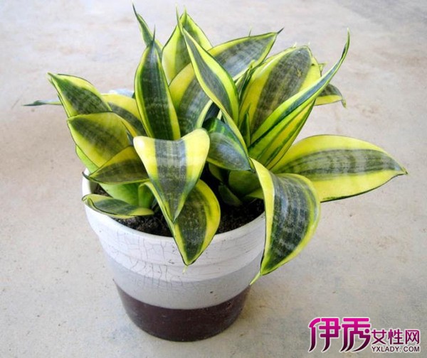 【虎皮兰浇水】【图】虎皮兰浇水要注意什么