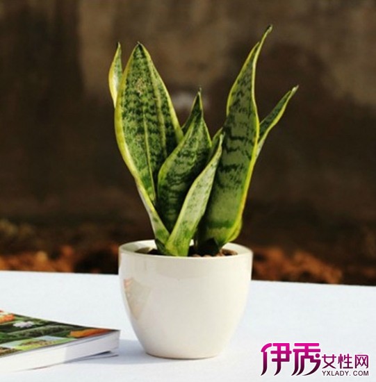 【虎皮兰浇水】【图】虎皮兰浇水要注意什么