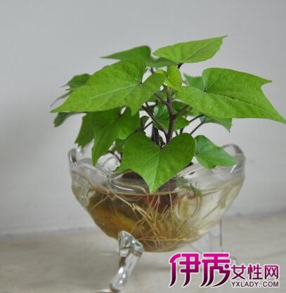 【红薯水培盆栽怎么种】【图】红薯水培盆栽怎