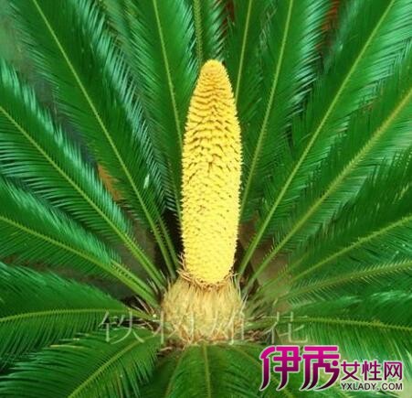 【裸子植物开花吗】【图】裸子植物开花吗? 教