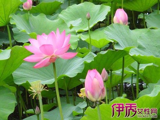 荷花全身皆宝