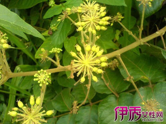 【图】叶子有刺的植物有哪些图片