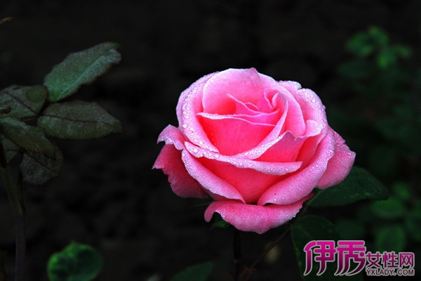 【什么月季花最香】【图】什么月季花最香最受