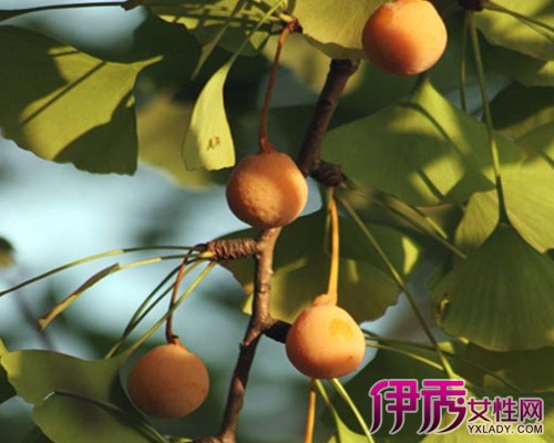 【银杏树的果子图片】【图】银杏树的果子图片欣赏