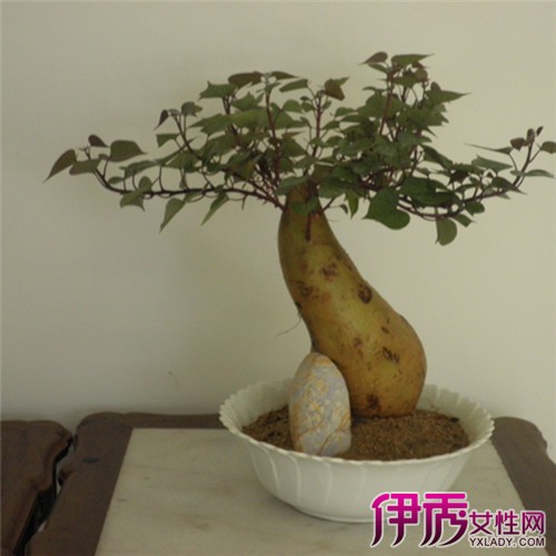 【想在阳台种红薯盆栽怎么种】【图】想在阳台