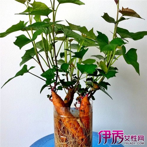 【想在阳台种红薯盆栽怎么种】【图】想在阳台