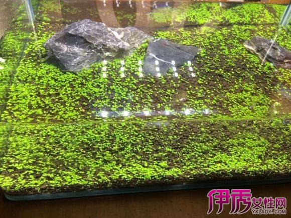 【图】水草种子种植方法图解展示 教你如何在鱼缸种植水草