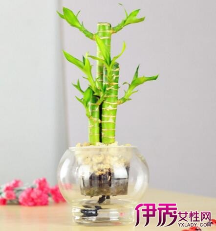 【荷花竹水培】【图】荷花竹水培方法的介绍