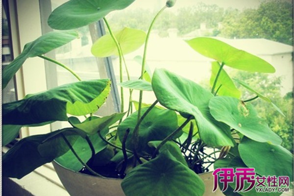 【碗莲叶子发黄怎么办】【图】碗莲叶子发黄怎