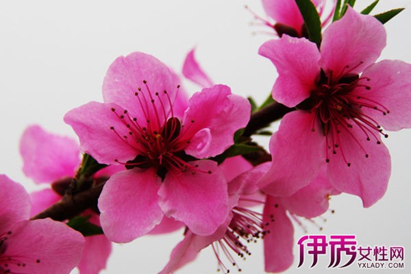 【桃花是什么季节的花】【图】桃花是什么季节