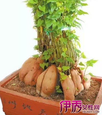 【生姜盆栽怎么种】【图】生姜盆栽怎么种? 姜