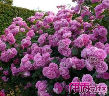 【藤本月季种植】【图】分享藤本月季种植的步