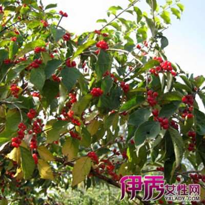 【图】小叶红豆树又叫什么名字呢 详细介绍它的栽培要点