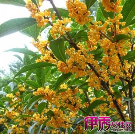 【桂花树的特点和作用】【图】桂花树的特点和