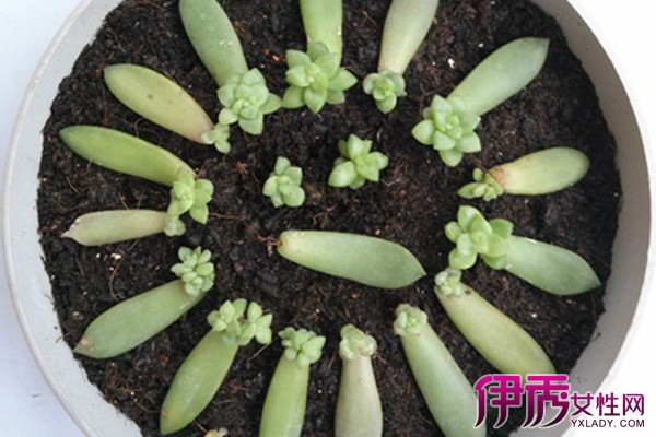 【图】小肉肉植物怎么养 教你多肉植物怎么繁殖