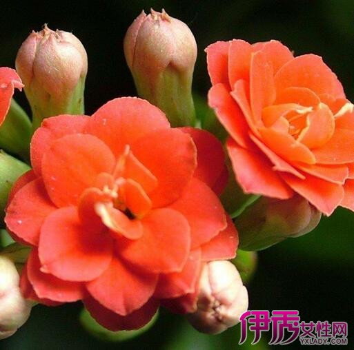 单瓣长寿花图片展示 种植技术告诉你图片