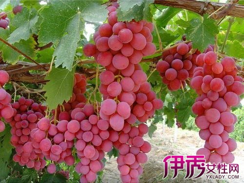 【红提子功效.】【图】红提子功效及作用介绍