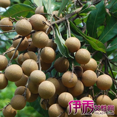 【吃完海鲜可以吃桂圆吗】【图】吃完海鲜可以