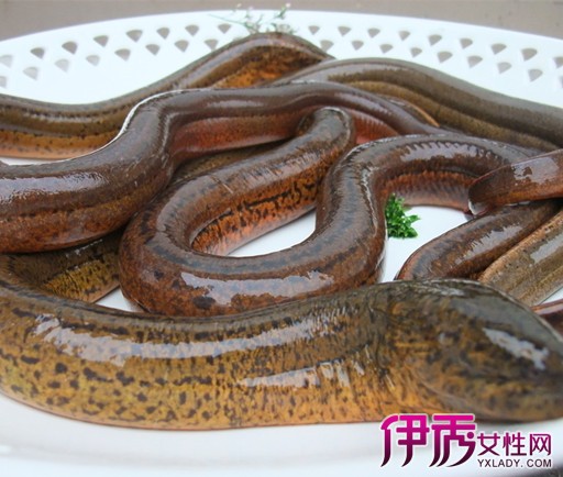【黄鳝怎么杀】【图】黄鳝怎么杀 小妙招教会