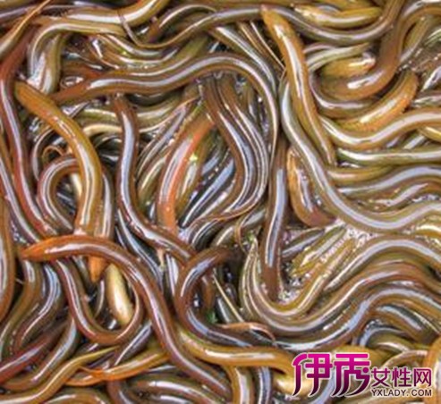 【黄鳝怎么杀】【图】黄鳝怎么杀 小妙招教会