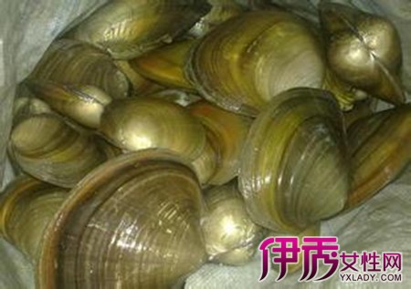 【河蚌的营养价值】【图】河蚌的营养价值有哪