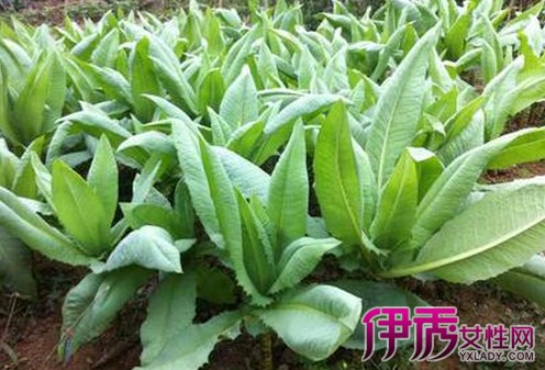 【图】苦麦菜的功效与作用大揭秘 教你8条食疗妙方