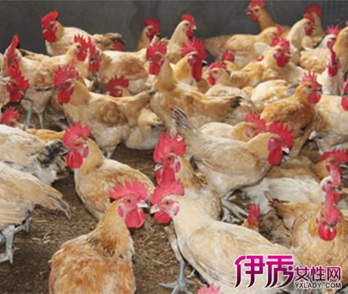 【图】中药养殖出香土鸡方法介绍 多种配方让