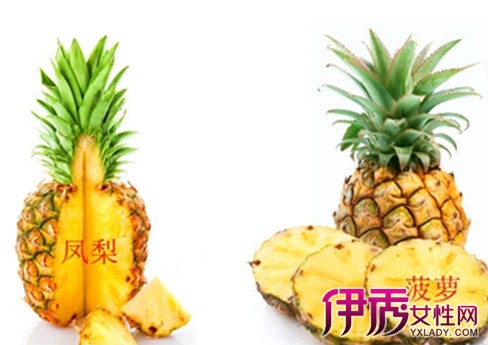 【凤梨和菠萝的区别】【图】凤梨和菠萝的区别