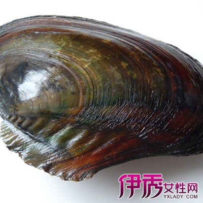 河蚌怎么做